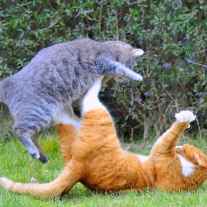 Cat Fights